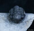 Inch Gerastos Trilobite From Morocco #2074-2